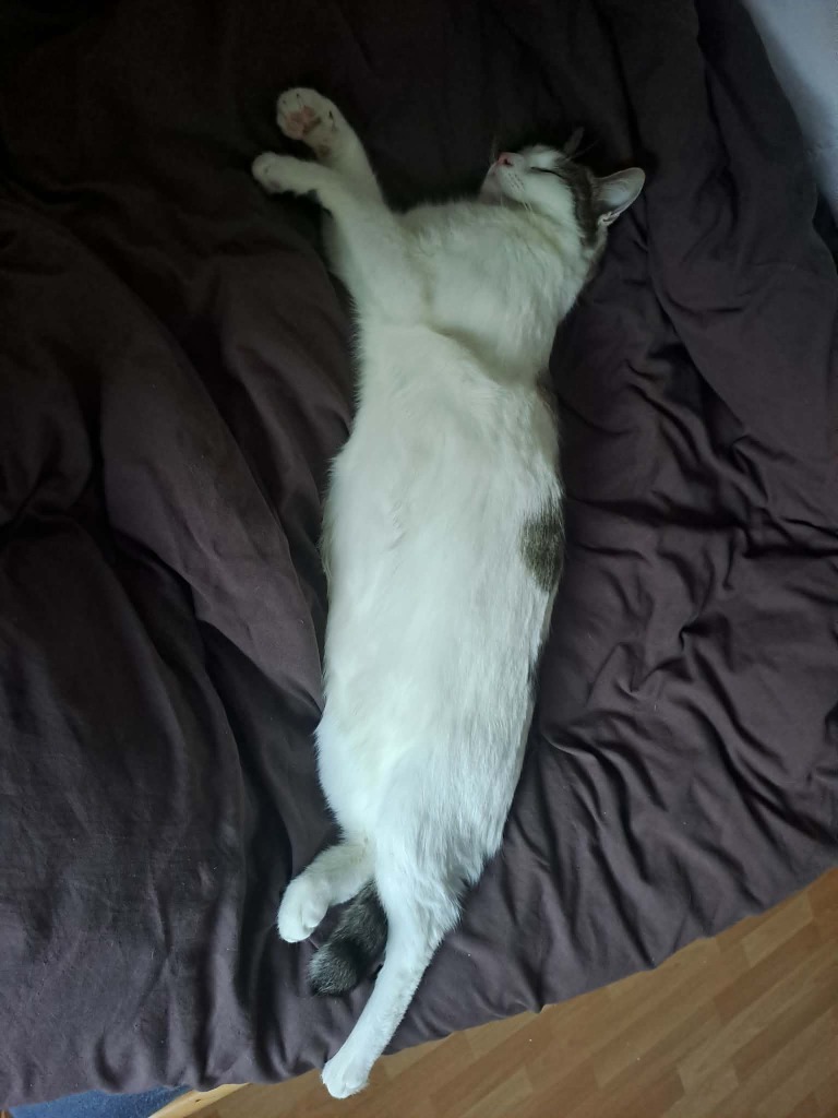 Cookie liegt entspannt auf dem Rücken und schläft