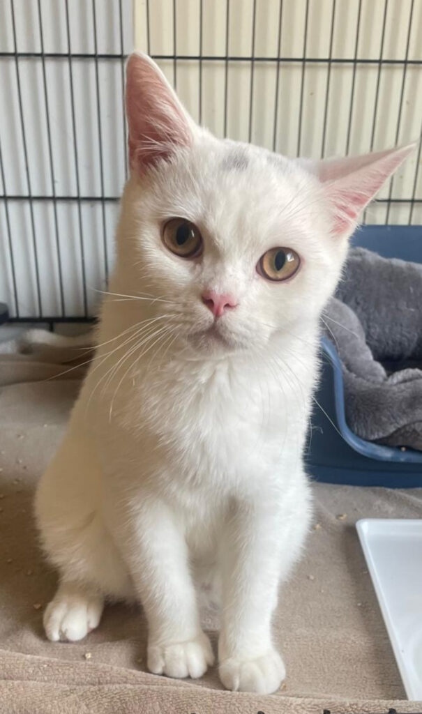 Coco