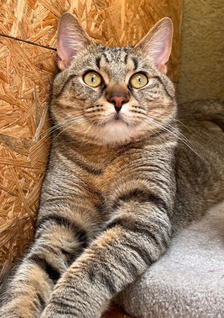 Chicco