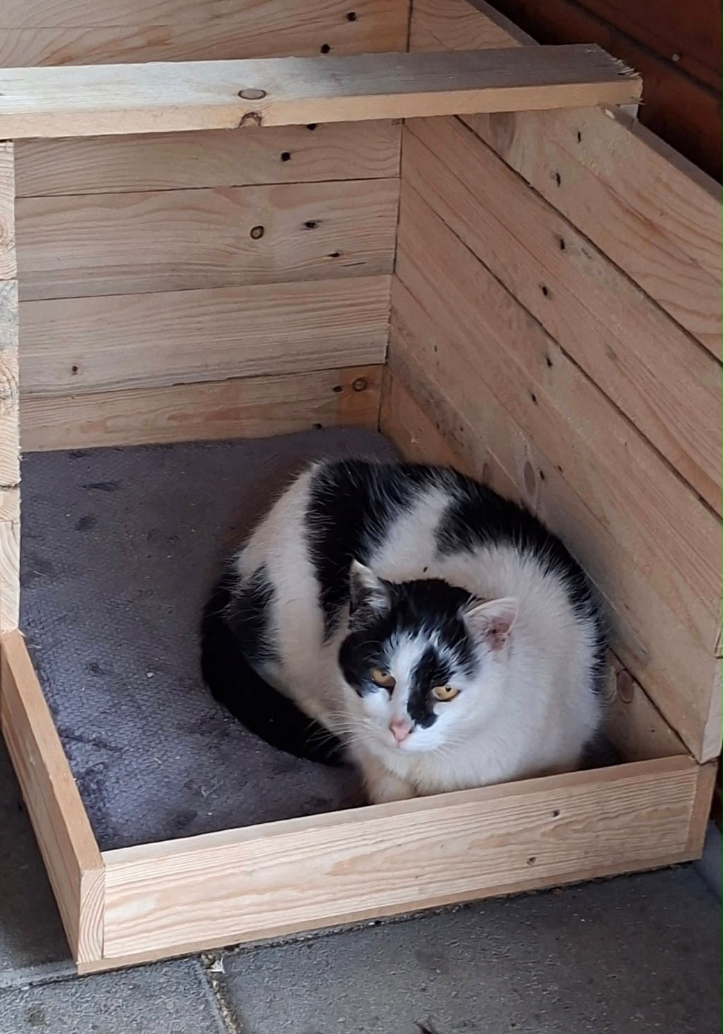 Campingplatzkatze Paula in ihrem Schlafplatz