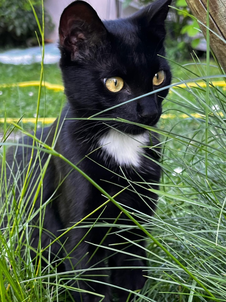 Katze von Ralf